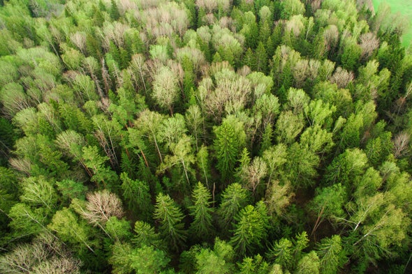 Tree Farms Will Not Save Us from Global Warming