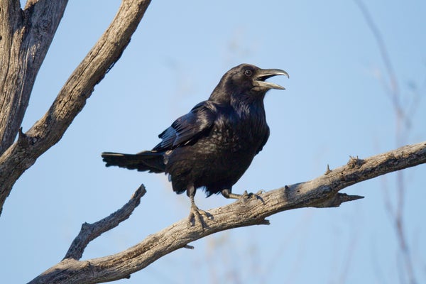 Black bird perched on tree branch, calling