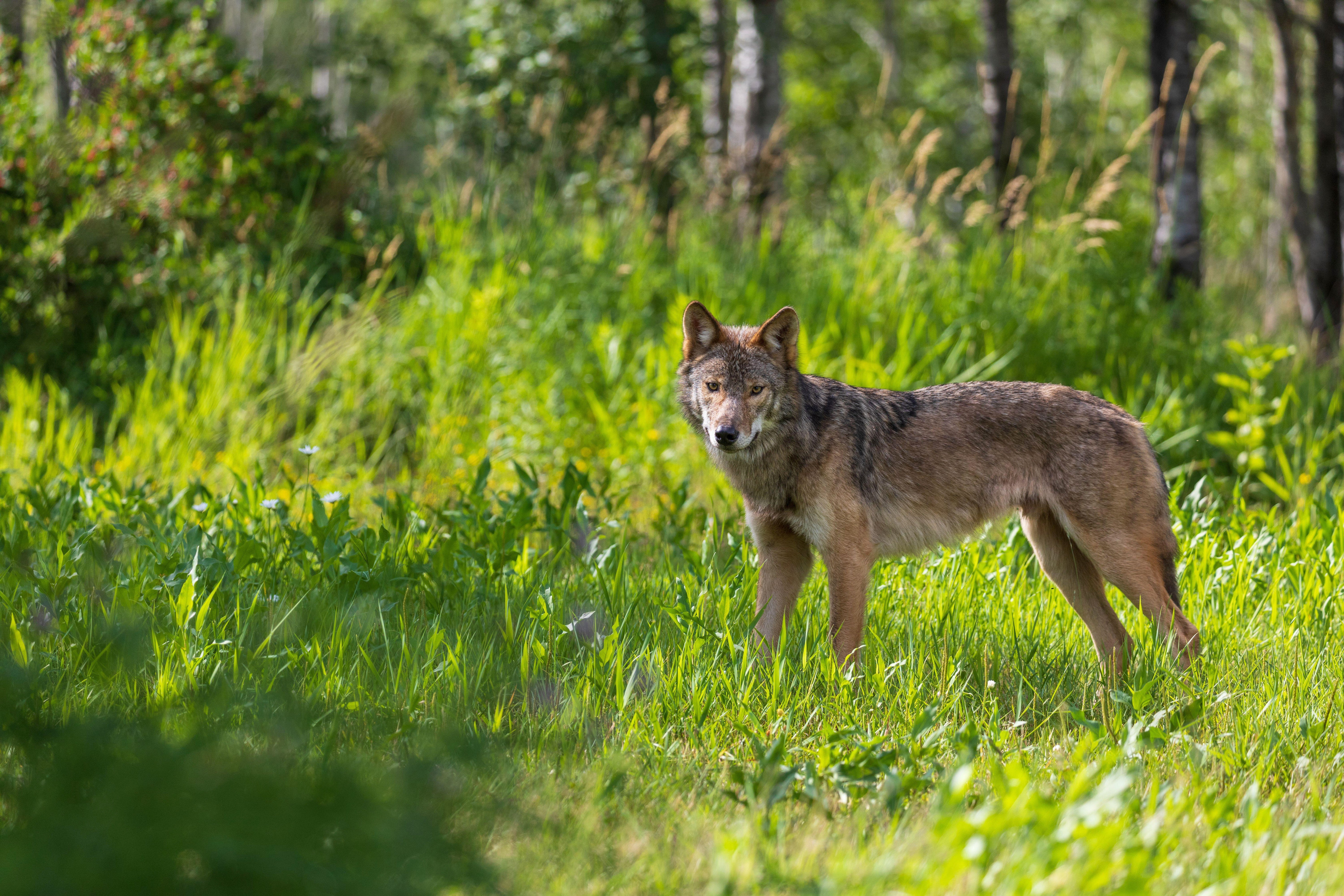 Wolf Populations Drop as More States Allow Hunting - Scientific American