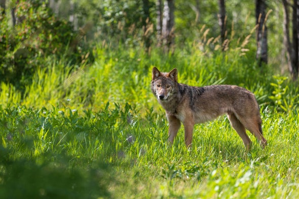 Wolf Populations Drop as More States Allow Hunting