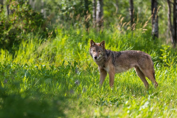 Wolf Populations Drop as More States Allow Hunting | Scientific American