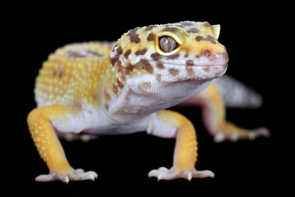 Cancer Clues Found in Gene behind 'Lemon Frost' Gecko Color