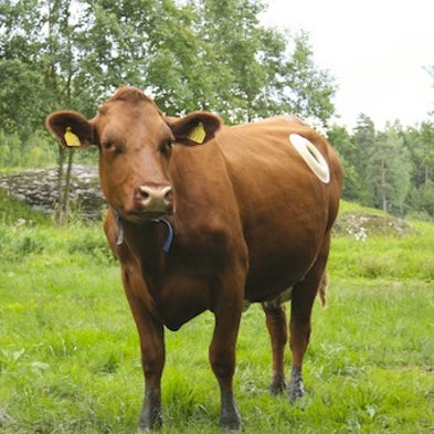 Something to Chew on: Researchers Look Inside Cow Stomachs for a Leg up on Next-Gen Biofuels