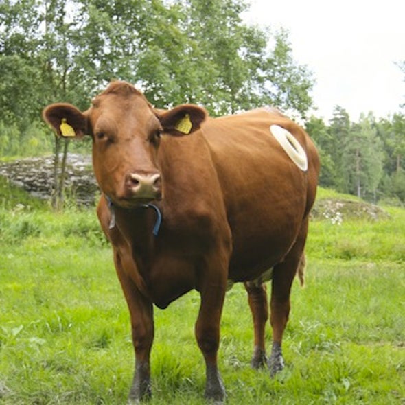 Something to Chew on: Researchers Look Inside Cow Stomachs for a Leg up on Next-Gen Biofuels