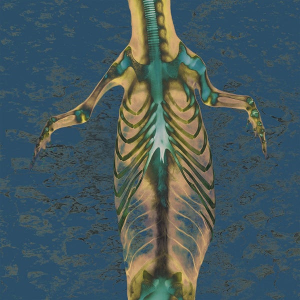 An x-ray image of the body of a young crocodile