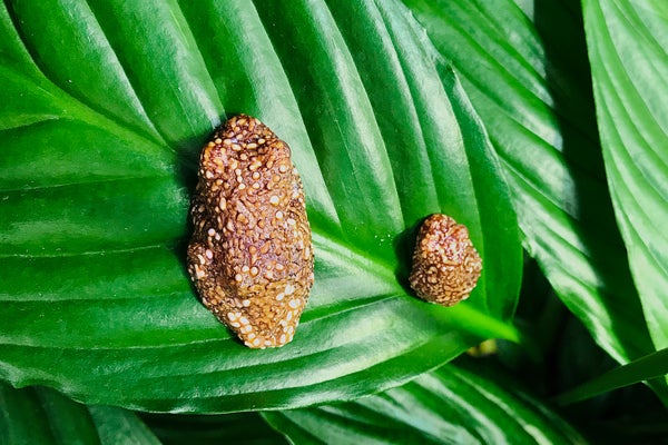 Two juvenile Wallace's flying frogs sitting on a leaf, viewed from above, their appearance is an orange/red/brown color with white flecks and a bumpy texture, resembling something closer to bird or bat guano than that of a frog