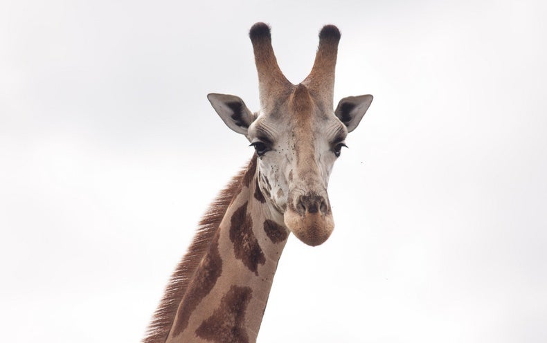 Giraffes Are in Trouble--the . Endangered Species Act Can Help -  Scientific American