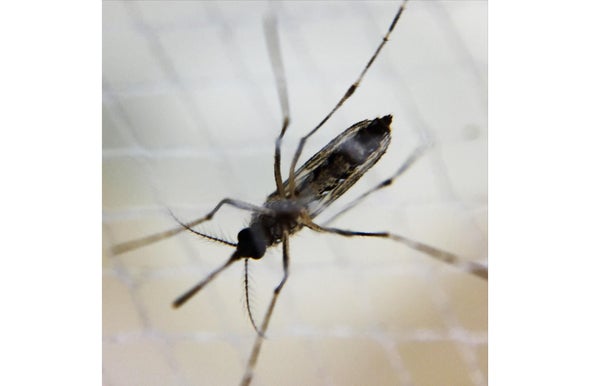 Dengue Vaccine Aces Trailblazing Trial