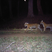 The camera traps