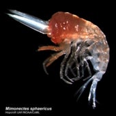 MIMONECTES SPHAERICUS:
