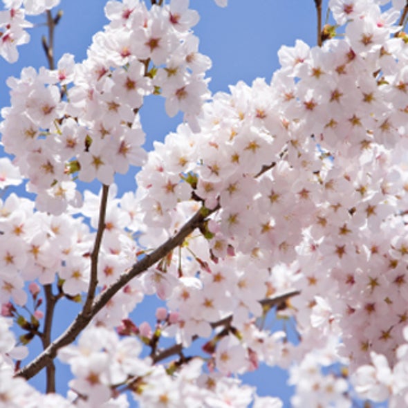 What Can Climate Models Tell Cherry Growers?