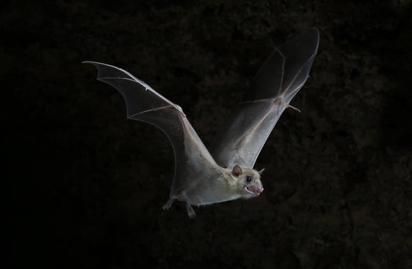 Baby Bats Can Learn Different Dialects