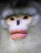 Yunnan snub-nosed monkey