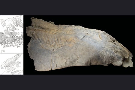 These illustrations depict a potential pathway by which a dinosaur carcass could be transformed into a "mummy," like the fossil shown on the right.