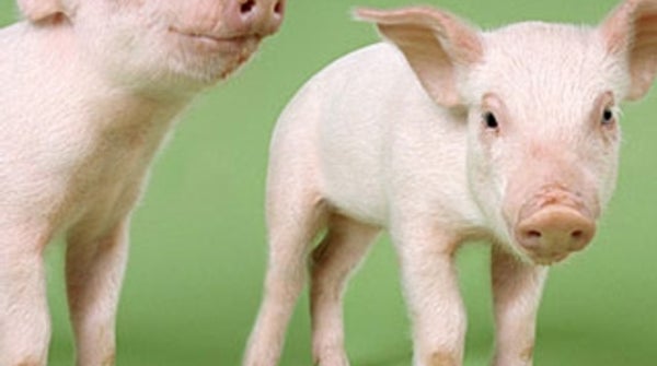 Are We Eating Cloned Meat? - Scientific American