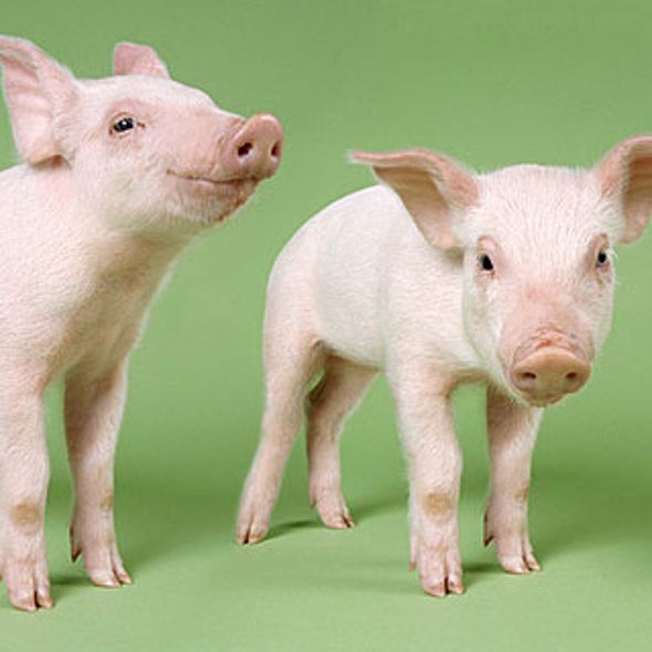 Are We Eating Cloned Meat? Scientific American
