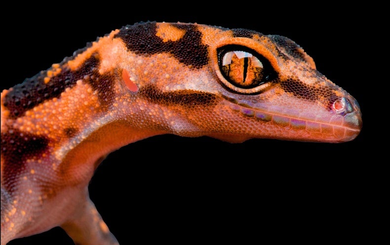 Online Reptile Trade Is a Free-for-All That Threatens Thousands of