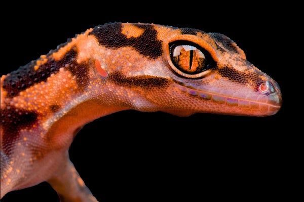 Japanese Cave Gecko