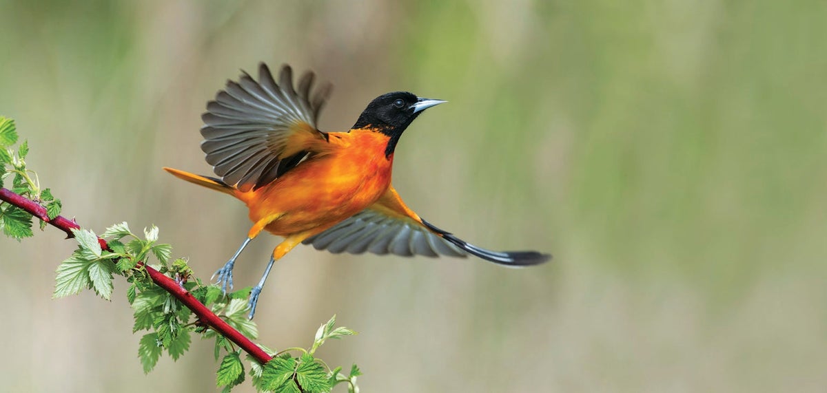 A Complete Guide to Birds, the Reason We Dream and Other New Science Books