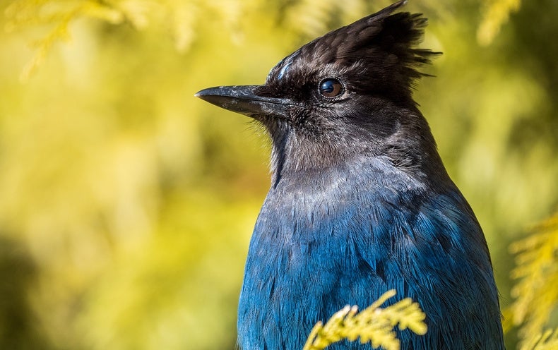  jay European gallinule Porphyrio porphyrio indigo bunting indigo finch indigo bird Passerina cyanea bulbul-0