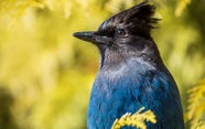 Birds Named After People Will Get New English Names DUK News