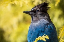 Birds Named after People Will Get New English Names