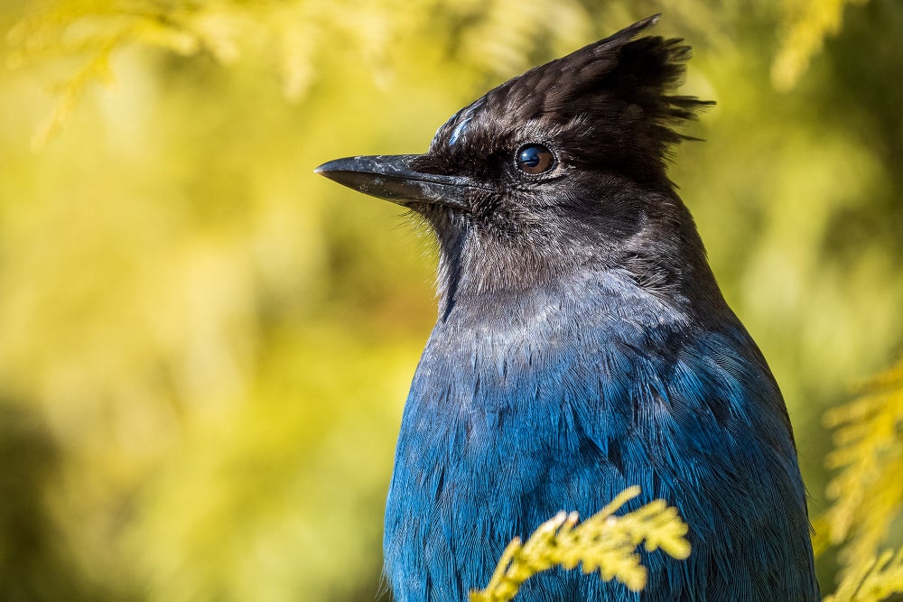 Birds Named after People Will Get New English Names | Scientific American