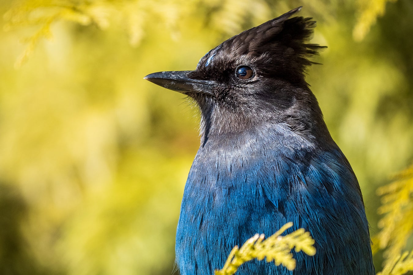 birds-named-after-people-will-get-new-english-names-scientific-american