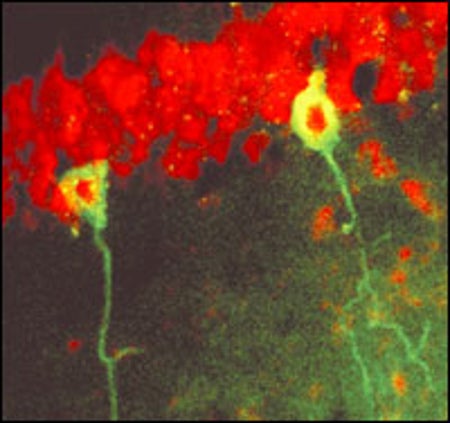 FETAL CELLS