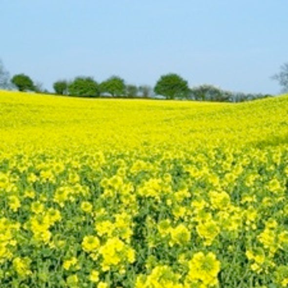 Genetically Modified Crop on the Loose and Evolving in U.S. Midwest