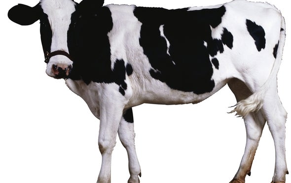 Some Malaria Mosquitoes May Prefer Cows to Us