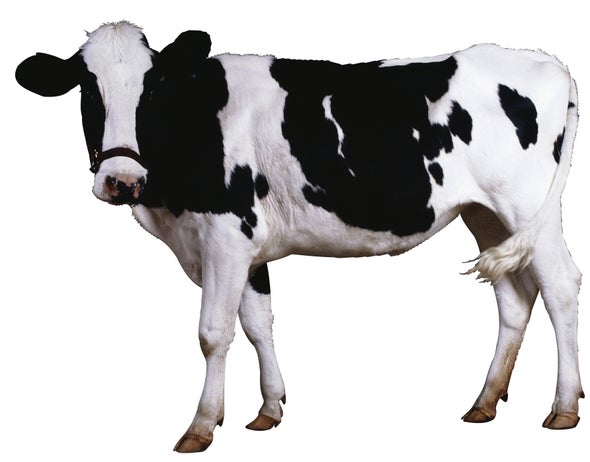 Some Malaria Mosquitoes May Prefer Cows to Us
