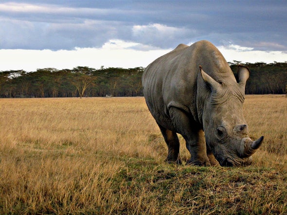 Plan to Fly Rhinos to Australia Comes under Fire