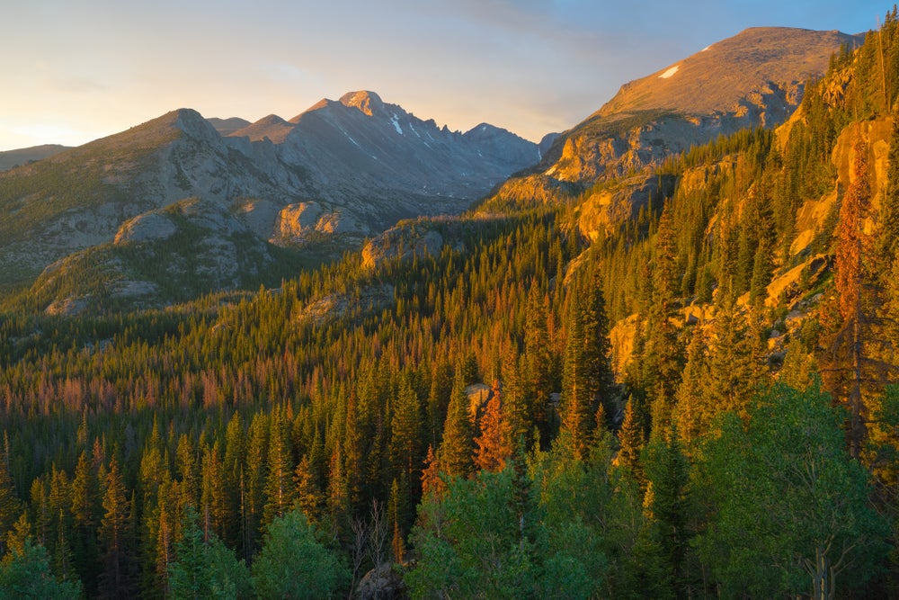 Biotech Could Modify Trees to Protect against Pests | Scientific American