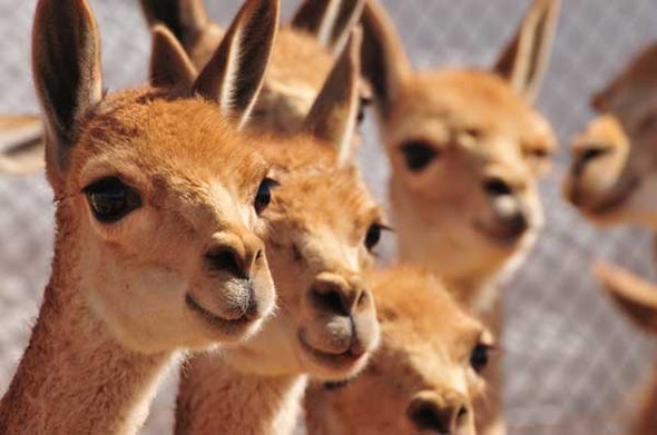 Poaching Upsurge Threatens South America's Iconic Vicuña - Scientific