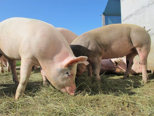 Gene-Editing Record Smashed in Pigs