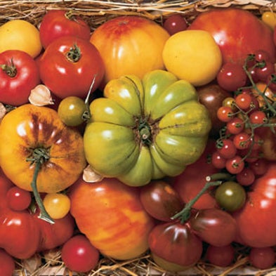 Slide Show: Amy Goldman's Heirloom Tomatoes