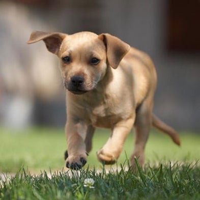 Veterinarians Unleash Probiotics to Ease Doggie Discomfort