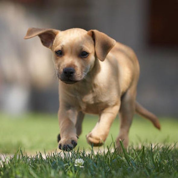 Veterinarians Unleash Probiotics to Ease Doggie Discomfort