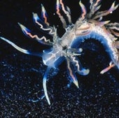 PHOTOGENIC SEA SLUG: