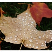 Weather, Water &amp; Climate: Raindrops on a leaf