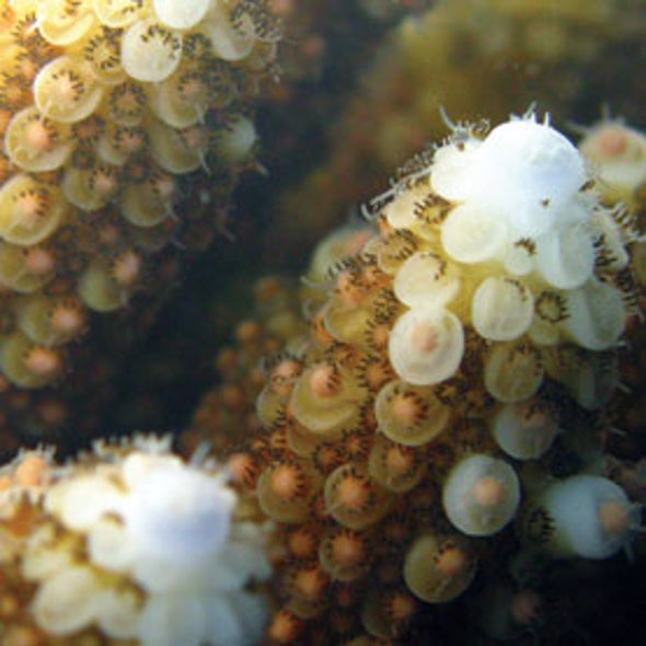 Corals Find an Effective Way to Spawn Despite Being Cemented in Place