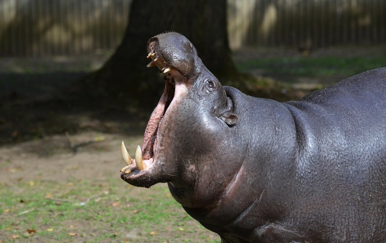 'March Mammal Madness' Brings Simulated Animal Fights to Huge Audiences