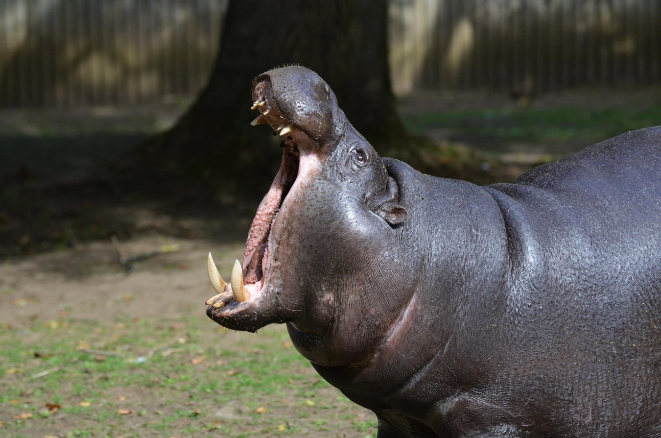 'March Mammal Madness' Brings Simulated Animal Fights to Huge Audiences ...