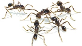 Battles among Ants Resemble Human Warfare