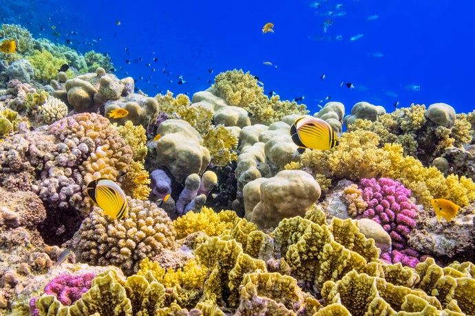 We Can Save Earth’s Coral Reefs