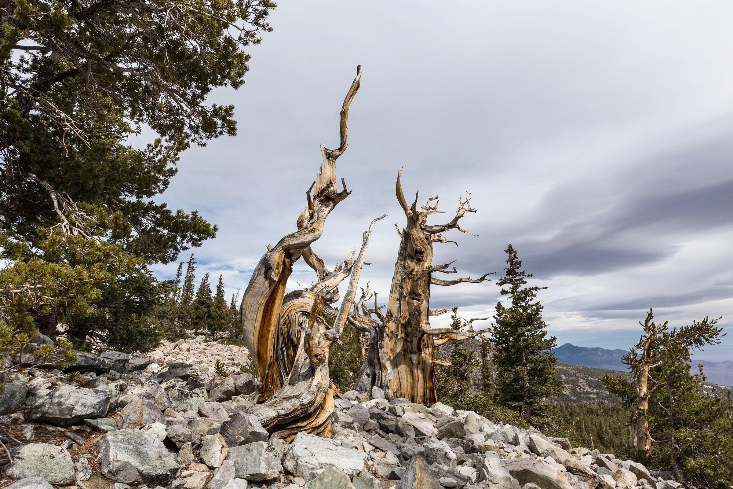 Trees Have the Potential to Live Indefinitely thumbnail