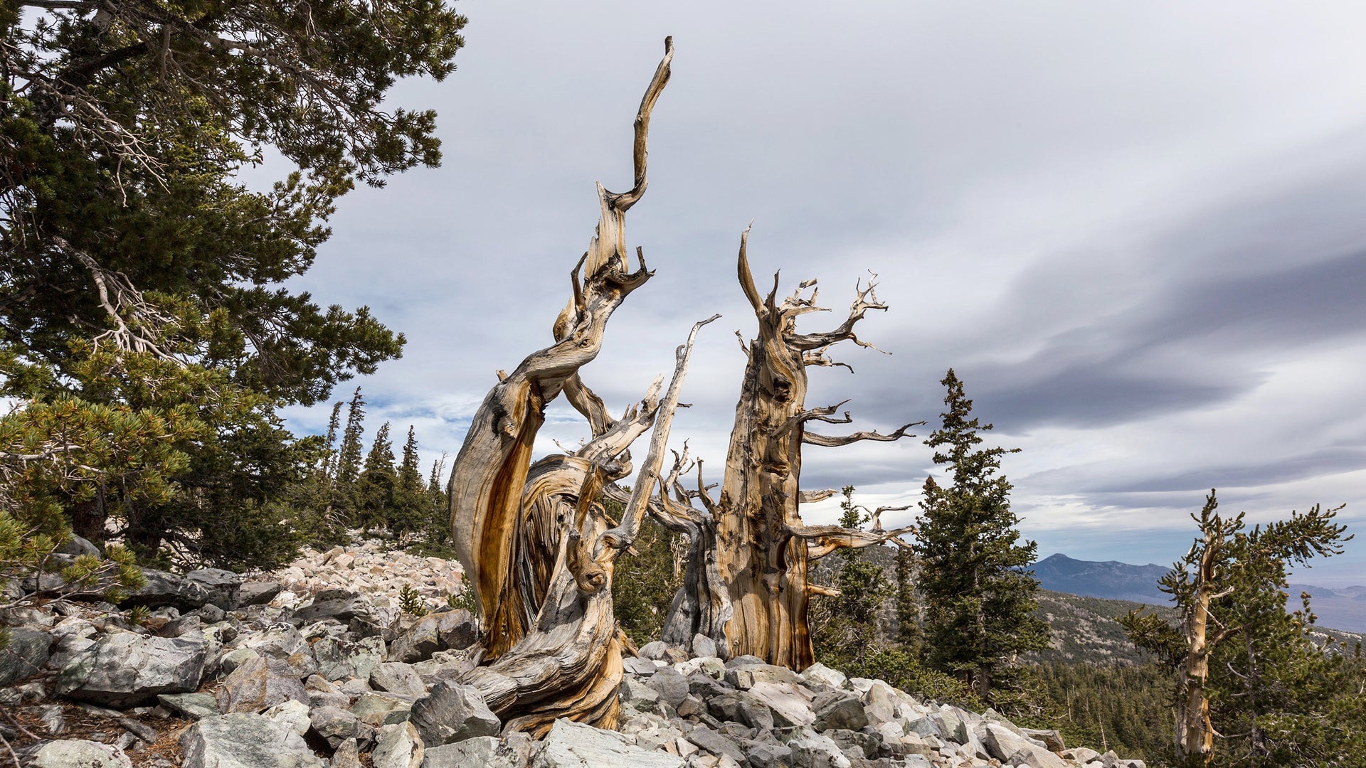Trees Have the Potential to Live Indefinitely | Scientific American