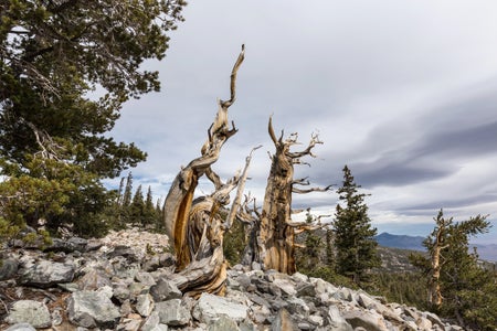 Twisted and gnarled ancient pine trees against gray clouds.