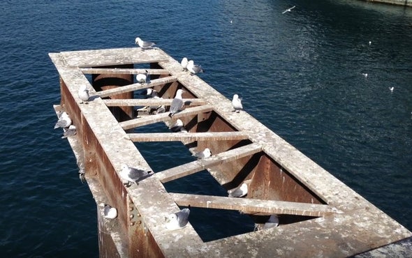 Seabird Feathers Reveal Less-Resilient Ocean